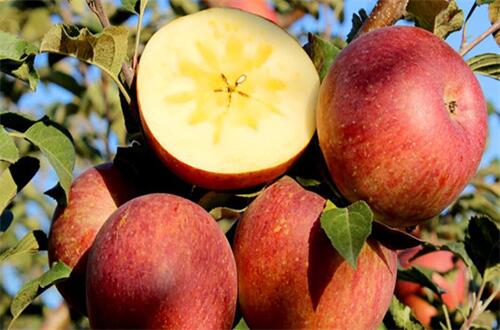 云南昆明全面打造蘋果種植產業